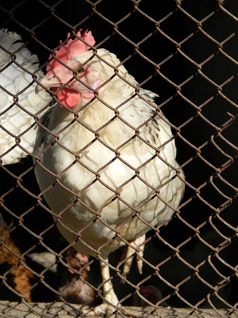 技巧提出了 技巧提出了