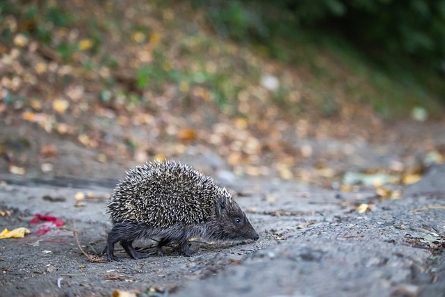 球队和球员 球队和球员