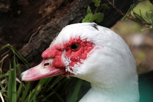 林诗栋，包揽了WTT新加坡大满贯男单、男双和混双三项冠军.